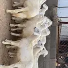 13 من البهم مشروط ونظيف