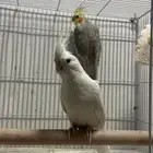 اعرض لكم جوز كروان للبيع