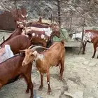 غنم مقاني العدد 17 ثني رباع سديس
