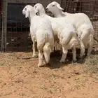 فحول حريات