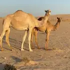 للبيع