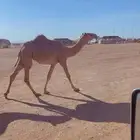 للبيع بكرى مفروده