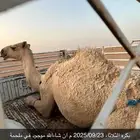 حوار بعمر 7 شهور بري بكره موجود بالملحمة