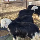 نجد رخال طيبه