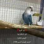روز للبيع