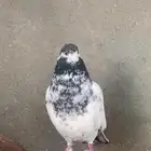 حمام بكستاني