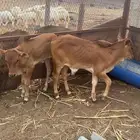 اثنين حسيل ذكران