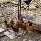دجاج