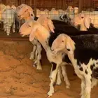 طليان نجد للبيع