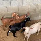 5 تيوس للبيع