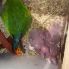 زوج كنيور الذكر يلو سايد و الأنثى أناناس