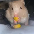 هامستر سوري للبيع مع كامل اغراضه 100 ريال