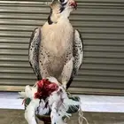 صقور للاجار في الحفلات والمناسبات