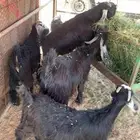 للبيع تيوس وجفار