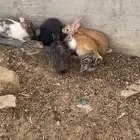 ارانب للبيع اقبل بدل ب حمام