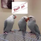 تم البيع فروخ درة هولندي ( بلد فايلوت )