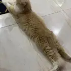 قط ذكر لتبني
