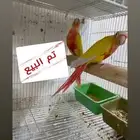 تم البيع زوج كنيور منتج صن شيك ريد فاكتور