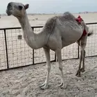 ناقه للبيع