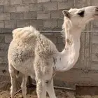 قعود وبكره