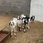 تيوس بيشي بلدي للبيع فل شحم