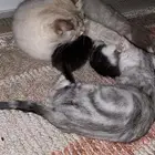 قطه حامل للتبني مع أطفالها مؤقتا