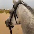 حصان شعبي