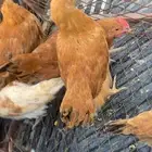للبيع فراريج فرنسي ودجاجه معها فروخ