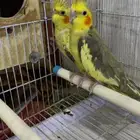 كروان جوز منتج