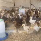 دجاج بلدي