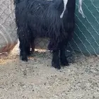 جذعه عارضيه صنف