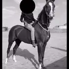 حصان سبوق