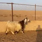 معزا مشاريك