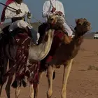 يوجد طبع بدو شداد شرط