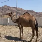 للبيع الناقه