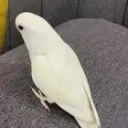 طير روز اليف