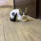 قطط صغيره للتبني