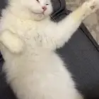 قطه للتبني