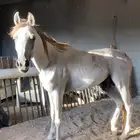حصان ازرق شعبي