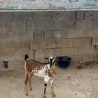 غنم للبيع