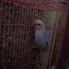 روز للبيع