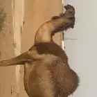 لقحه بكر صفراء اللي ببطنها ثانيها