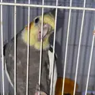 طير للبيع