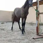 مهره للبيع العمر 11شهر السلامه شرط