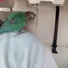 كنيور بلو شيك هدد واليف