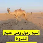 ناقه رحول على جميع الشروط
