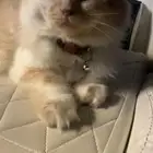 قطط للتبني عاجل