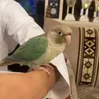 كنيور للبيع
