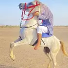 خيل عربي