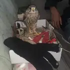 شبوط للبيع و الحد 100 ولا يجي الا اصامل